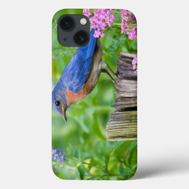 Coques Case-Mate iPhone Bluebird male on fence post in flower garden (Verso)