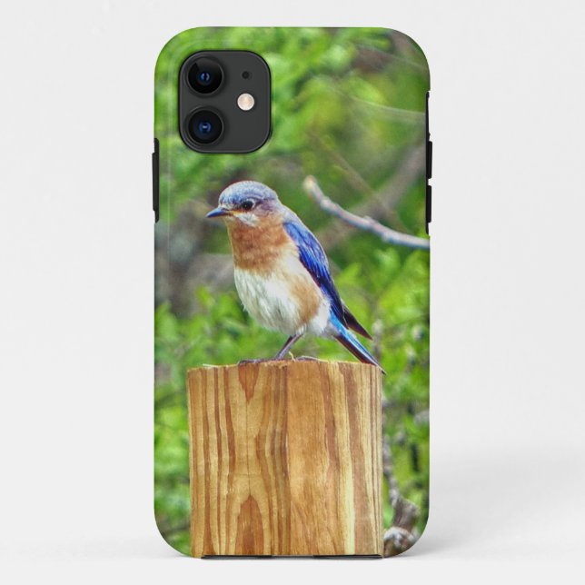 Coques Case-Mate iPhone Bluebird sur un poteau de clôture (Dos)
