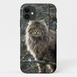 Coque iPhone 11 Boîte téléphonique pour animaux de compagnie Maine