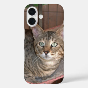 Coque Pour iPhone 16 Boîtier de téléphone de chat Savannah
