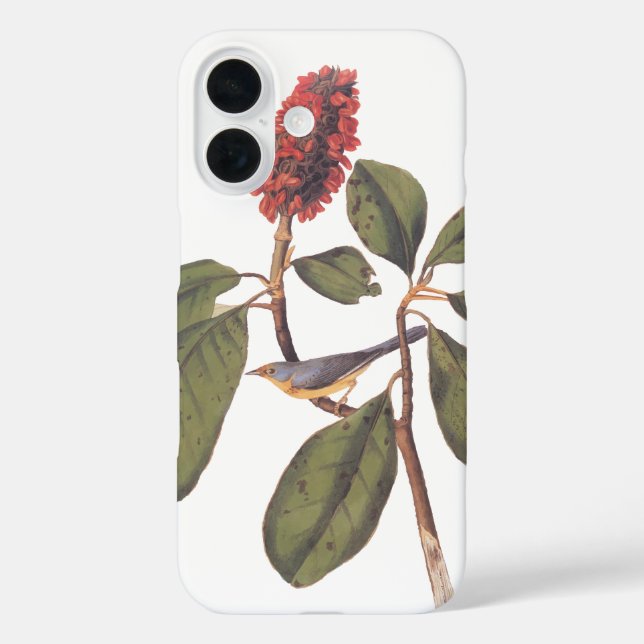 Coques Case-Mate iPhone Bonaparte Moucherolle Canada Paruline Audubon Oise (Verso)