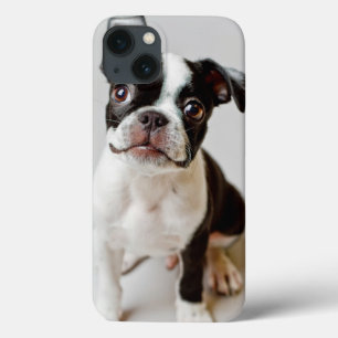 Etui iPhone Case-Mate Boston Terrier
