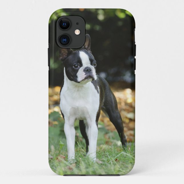 Coques Case-Mate iPhone Boston terrier (Dos)