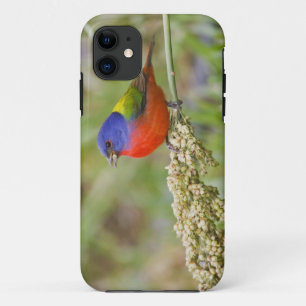 Etui iPhone Case-Mate Bruant à tête noire (Passerina ciris) mâle en trai