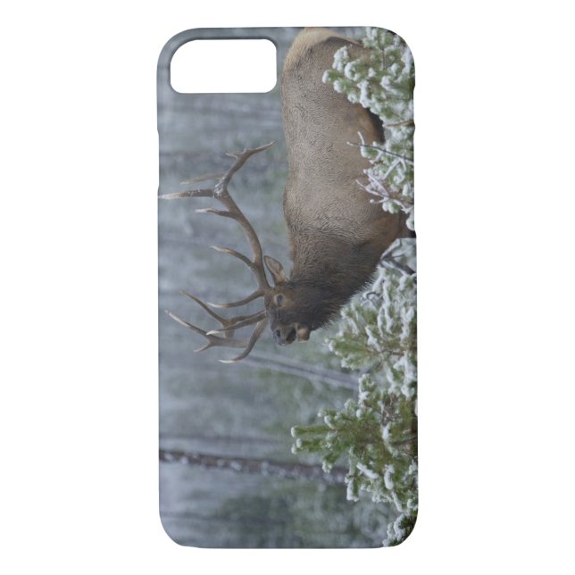 Coques Case-Mate iPhone Bull Elk dans l'appel de neige, bourdonnement, Yel (Dos)