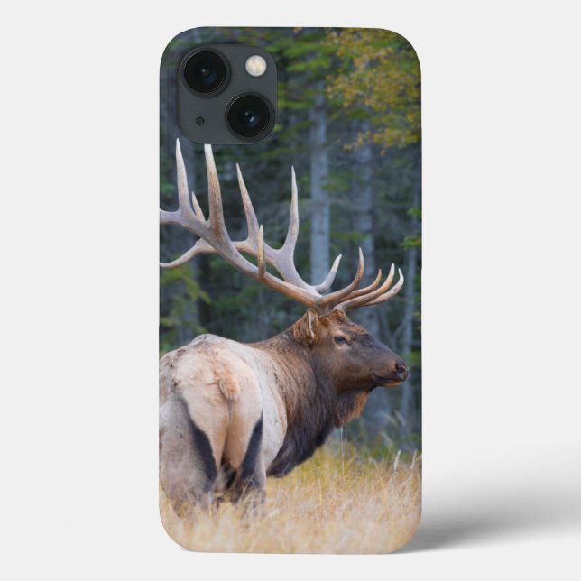 Coques Case-Mate iPhone Bull Rocky Mountain Elk (Verso)