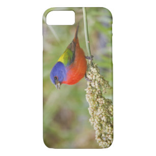 Coque Case-Mate Pour iPhone Bunting peint (ciris passeriens) alimentation mâle