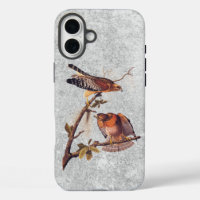 Buse à épaulettes roux Audubon Oiseau de proie