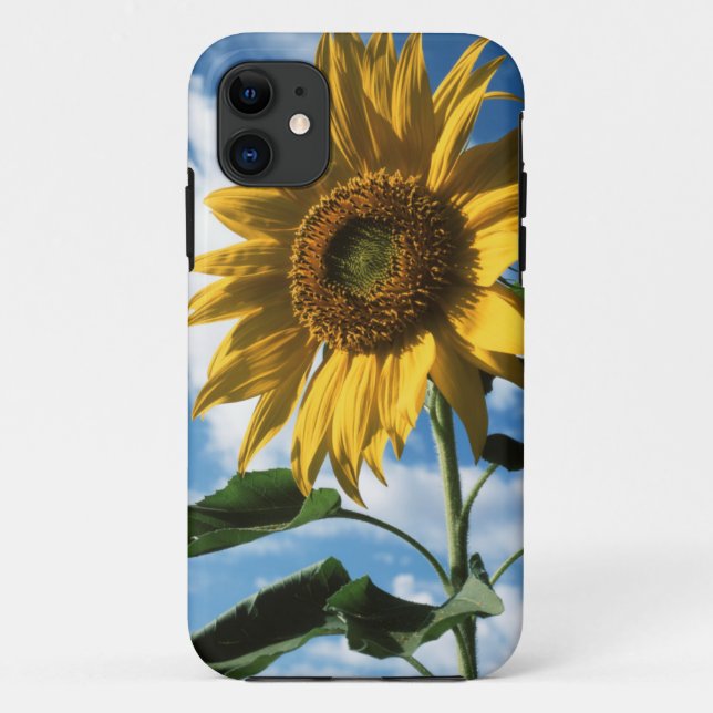 Coques Case-Mate iPhone Californie, A Mammoth Sunflower (Helianthus) 2 (Dos)