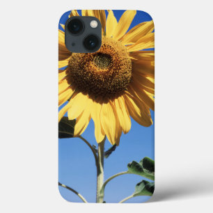 Etui iPhone Case-Mate Californie, Un Tournesol Mammouth (Helianthus) 3