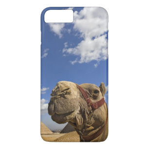 Coque iPhone 7 Plus Camel devant les pyramides de Gizeh, Egypte,