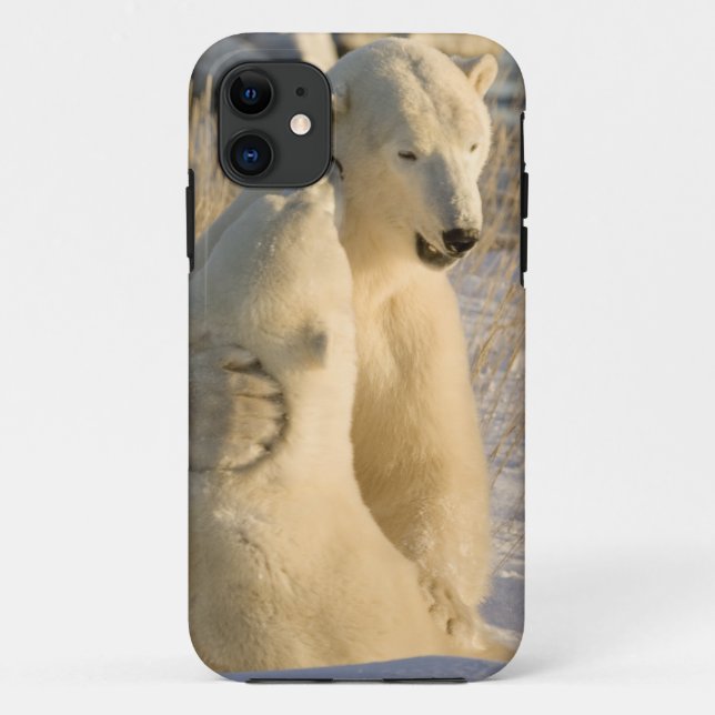 Coques Case-Mate iPhone Canada, Manitoba, baie d'Hudson, Churchill. (Dos)