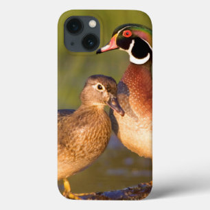 Etui iPhone 13 Canards branchards et femelle sur une bûche dans u