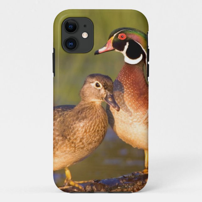 Coques Case-Mate iPhone Canards branchards et femelle sur une bûche dans u (Dos)