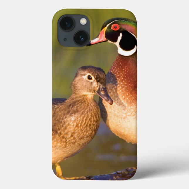 Coques Case-Mate iPhone Canards branchards et femelle sur une bûche dans u (Verso)