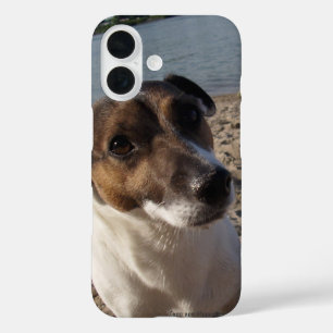 Coque Pour iPhone 16 Capo von Oppenheim Jack Russell Terrier, Chien