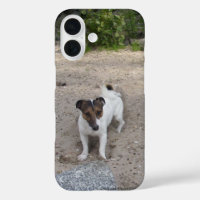 Capo von Oppenheim Jack Russell Terrier, Chien