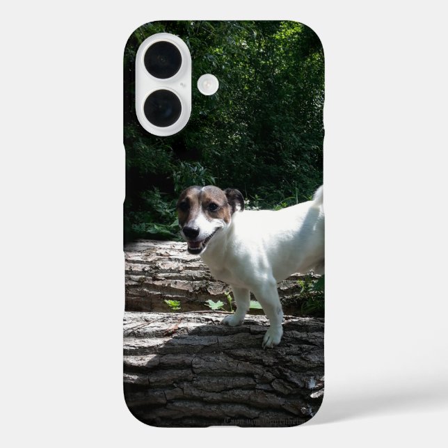 Coques Case-Mate iPhone Capo von Oppenheim Jack Russell Terrier, Chien (Verso)