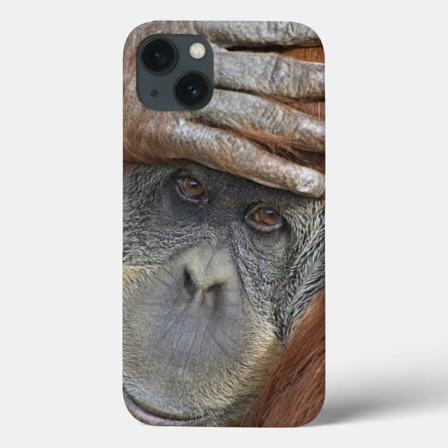 Coques Case-Mate iPhone Captive female Sumatran Orangutan (Verso)