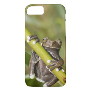 Etui iPhone Case-Mate Captive Tapichalaca Grenouille Hyloscirtus