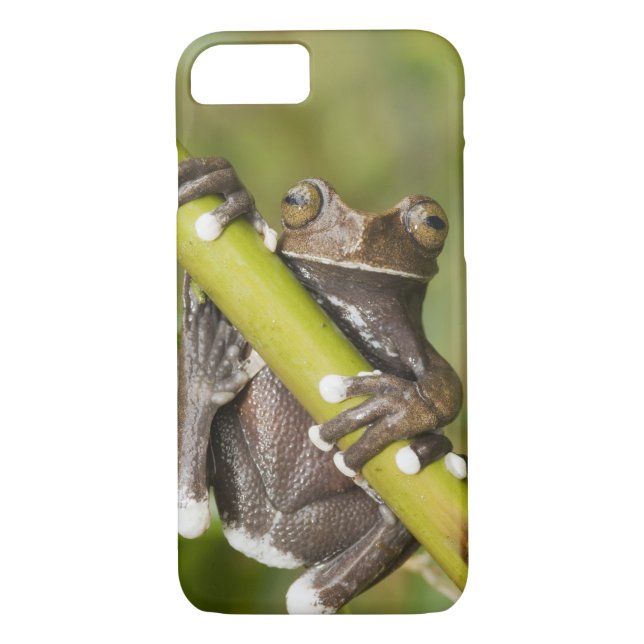 Coques Case-Mate iPhone Captive Tapichalaca Grenouille Hyloscirtus (Dos)
