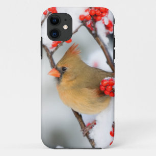 Coque iPhone 11 Cardinal du Nord femelle sur Winterberry commun