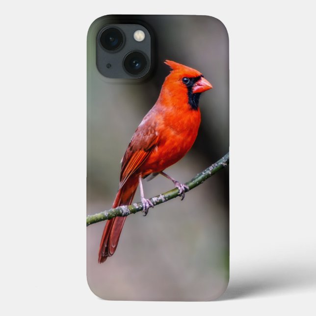 Coques Case-Mate iPhone Cardinal iPhone 6/6s, Tough Xtreme Phone Case (Verso)