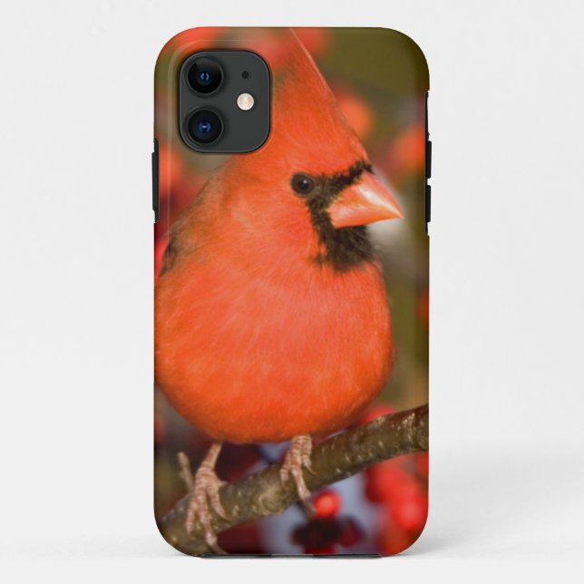 Coques Case-Mate iPhone Cardinal rouge dans l'Winterberry commun (Dos)