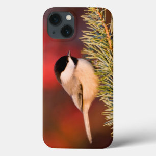 Coque Case-Mate iPhone Carolina Chickadee in Blue Atlas Cedar