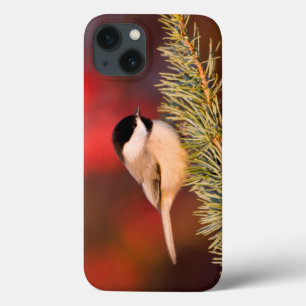 Case-Mate iPhone Case Carolina Chickadee in Blue Atlas Cedar
