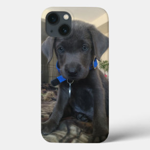 Etui iPhone 13 cas de Labrador de charbon de bois