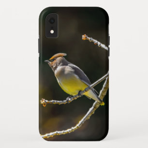 Case-Mate iPhone Case Cèdre cire Songbird Photo originale Oiseau sauvage