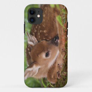 Coque Case-Mate Pour iPhone Cerf à queue blanche âgé de deux jours, Kentucky.