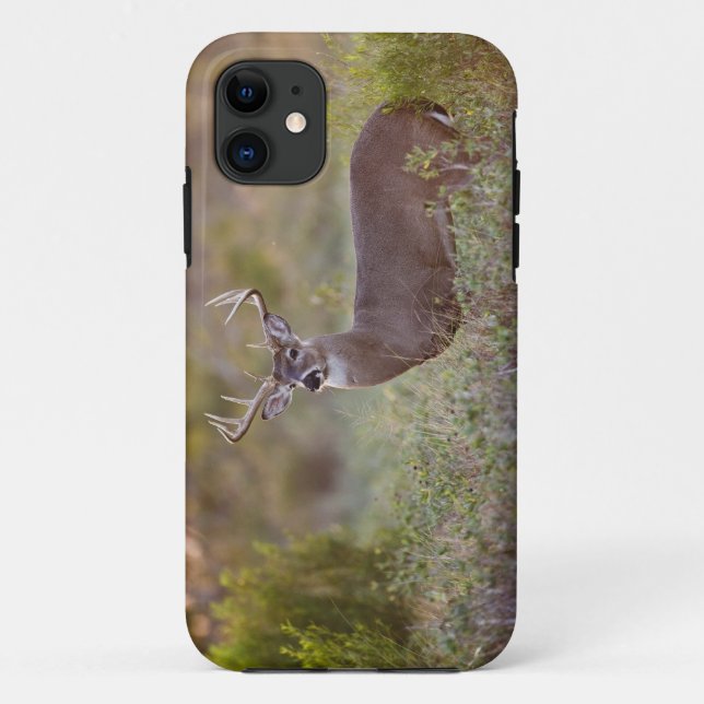 Coques Case-Mate iPhone cerf de Virginie (Odocoileus virginianus) mâle 2 (Dos)