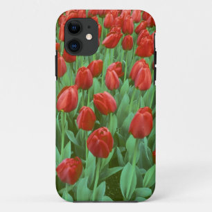 Coque iPhone 11 Champ de tulipes en fleurs au printemps.