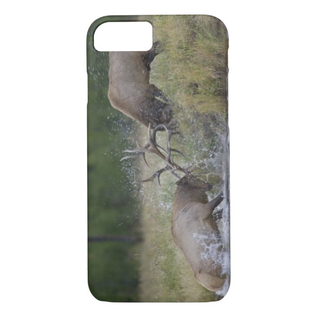 Coques Case-Mate iPhone Championnats d'Elk, Yellowstone NP, Wyoming (Dos)