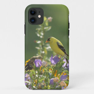 Case-Mate iPhone Case Chardonneret sur une fleur de campanule des lièvre