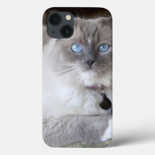 Coque Case-Mate iPhone Chat femelle de Ragdoll