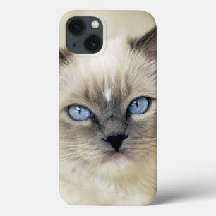 Etui iPhone Case-Mate chaton Ragdoll