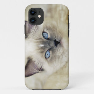 Coque iPhone 11 Chaton Ragdoll