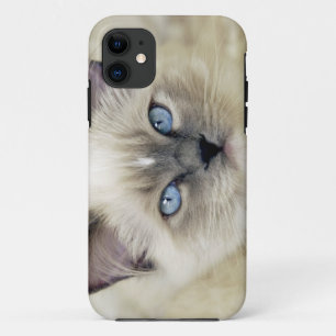 Coque Case-Mate iPhone Chaton Ragdoll