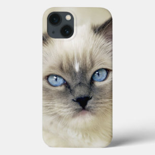 Etui iPhone 13 Chaton Ragdoll