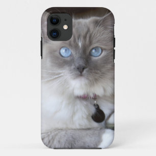 Coques Pour iPhone Chatte Ragdoll