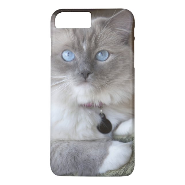 Coques Case-Mate iPhone Chatte Ragdoll (Dos)