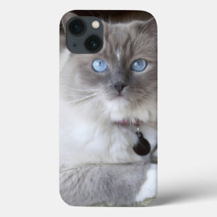 iPhone 13 Coque Chatte Ragdoll