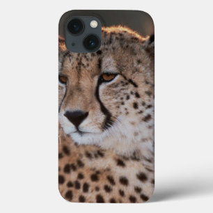 iPhone 13 Case Cheetah looking away