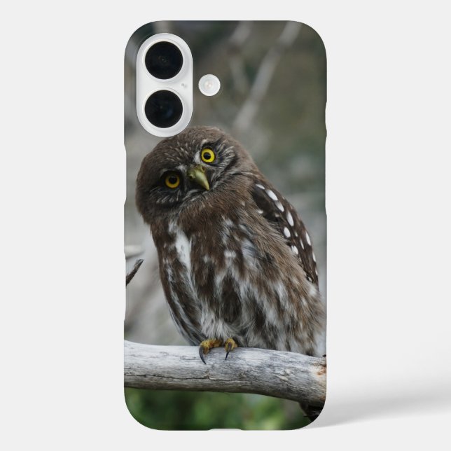 Coques Case-Mate iPhone Chevêchette naine (Verso)