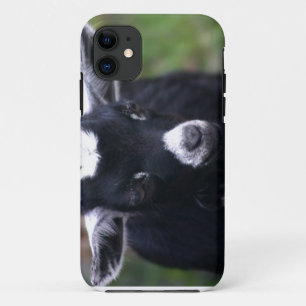 Coque iPhone 11 Chèvre de bébé