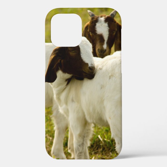 Coques Case-Mate iPhone Chèvres Boer curieuses dans une ferme ensoleillée  (Verso)