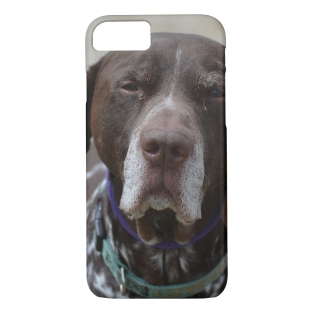 Coques Case-Mate iPhone Chien allemand d'indicateur aux cheveux courts (Dos)